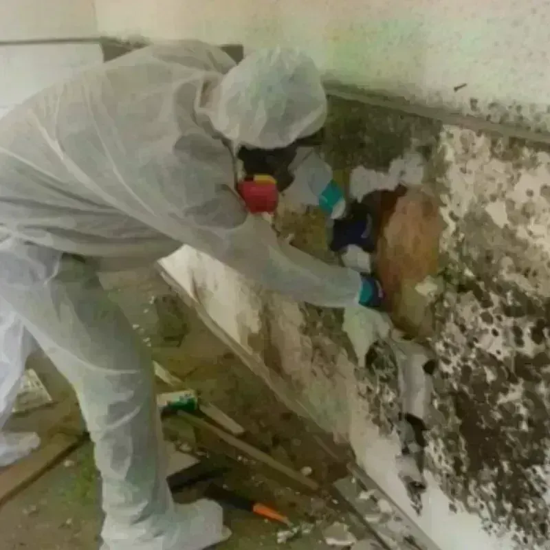 Mold Remediation and Removal in Brice Prairie, WI